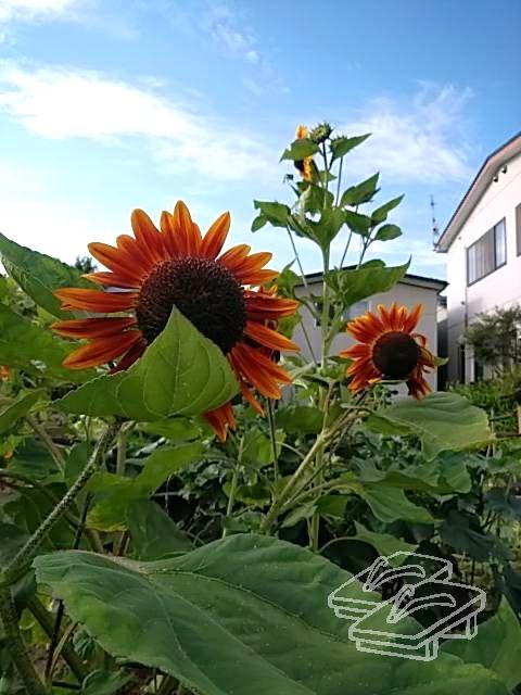 実家のひまわり